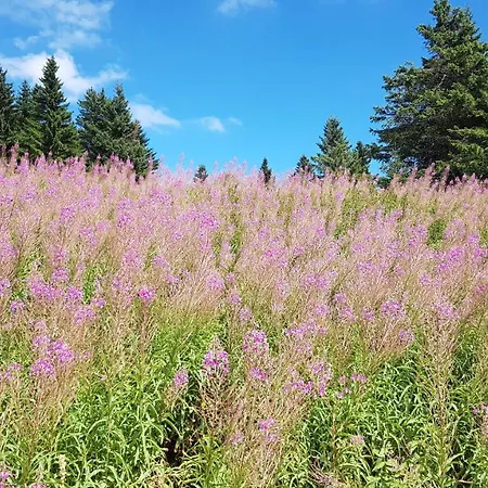 شقة Car30 Kraljevi Cardaci *